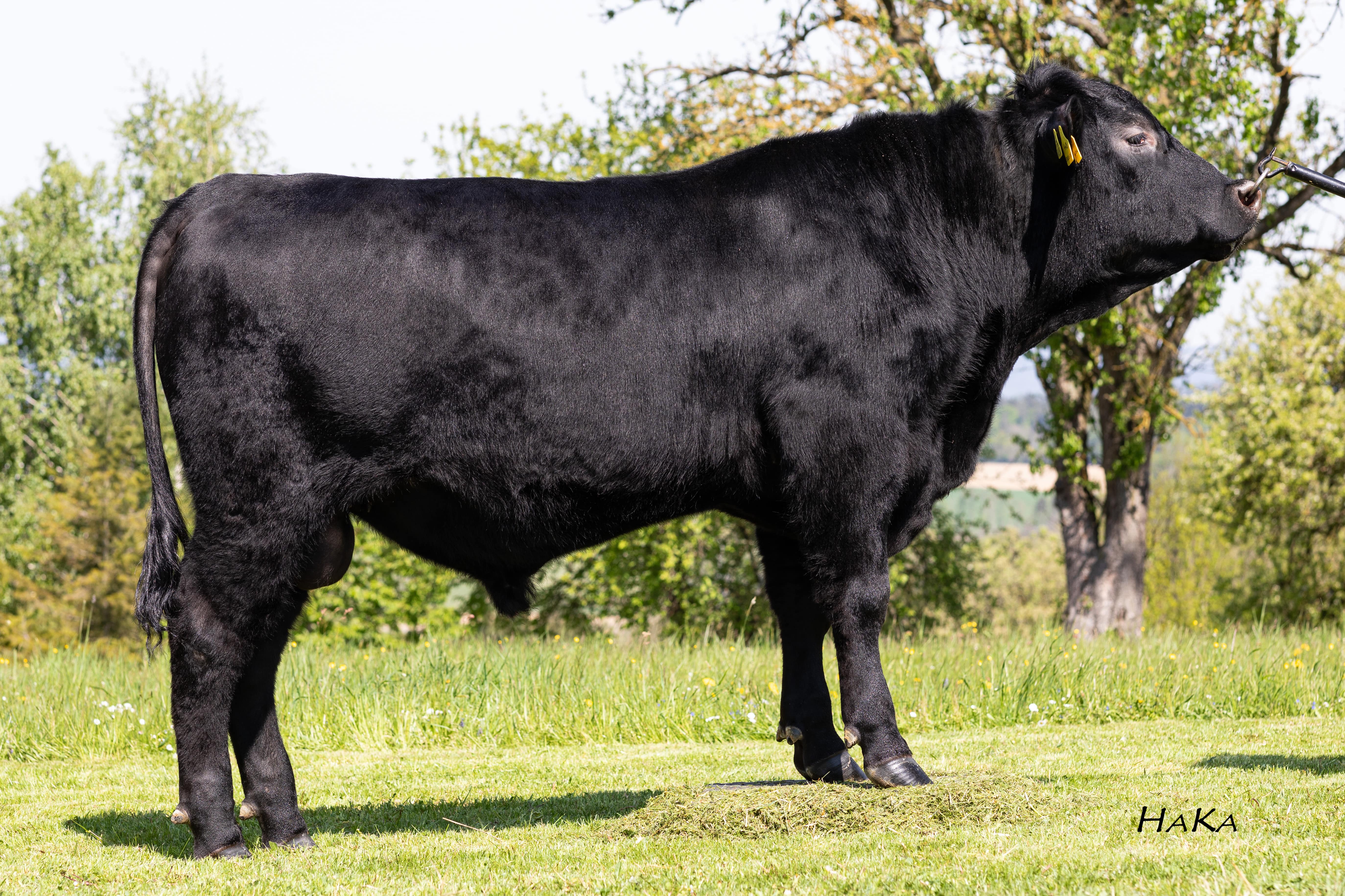 TOVNE RASE |GS EXCELLENT Angus